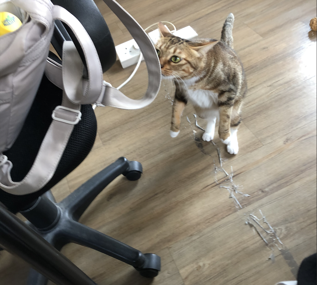 GPlaying with cats